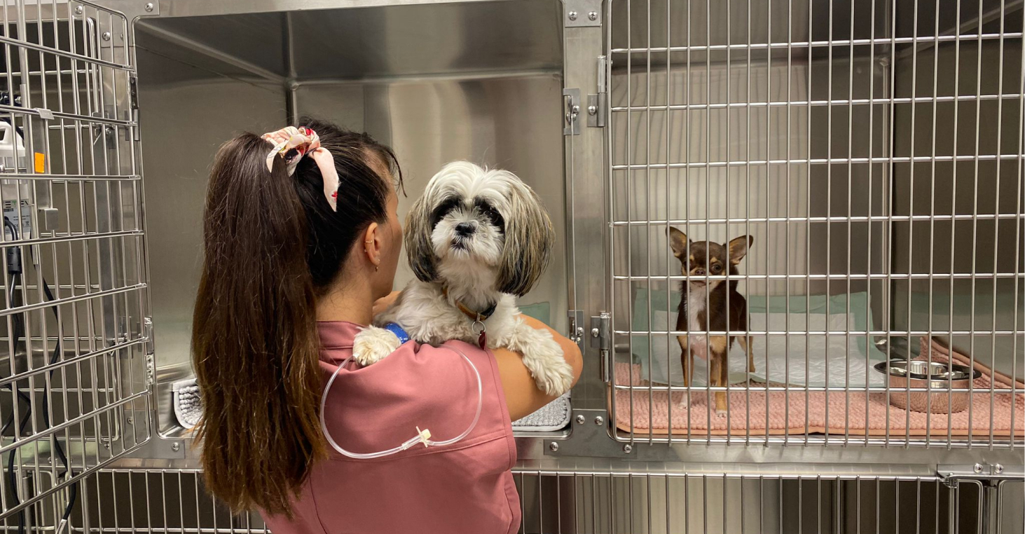 Photo du chenil pour chien, chat, NAC de la clinique vétérinaire carré Saint Rémy.